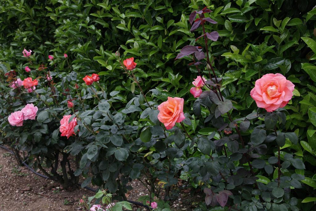 Rosemarie B&B Manciano Exteriör bild